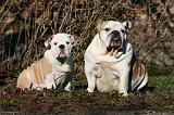BULLDOG ANGLAIS 071